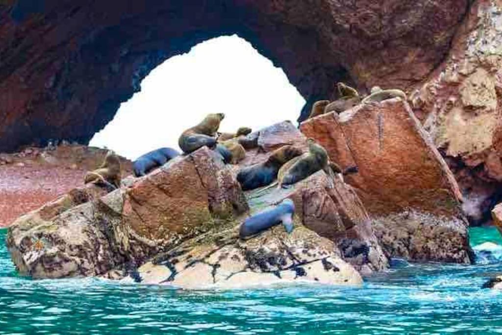 Aquaria Paracas Hermoso Depa De Playa Full Equipo Екстериор снимка